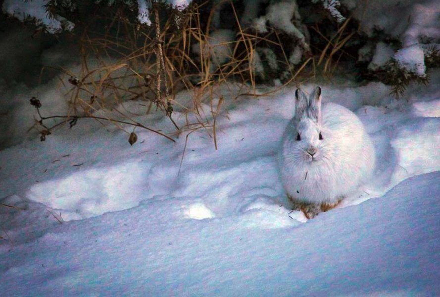 5 Tips for Hunting Snowshoe Hares - Default