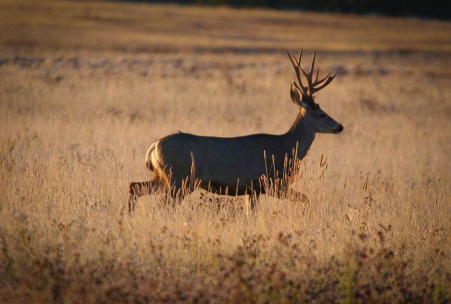 5 Tips for Windy Deer Hunting Default